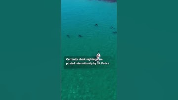 Why this man wants real-time shark warnings in SA