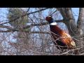 Ring Necked Pheasant | Male | Maine | South Berwick | New England Wildlife | 1080i | 24P | 24PA