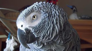 Jako Papağanında Sık Görülen? Hastalıklar Ve Etkili Tedavi Yöntemleri