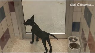Houston helps Clear the Shelters to support homeless animals