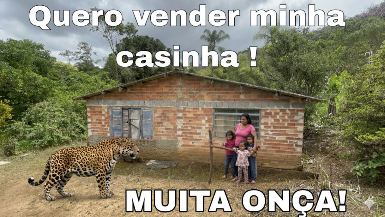 URGENTE!  APÓS ATAQUE DE ONÇA PINTADA SÍTIO É COLOCADO A VENDA  BARATINHO !!! 