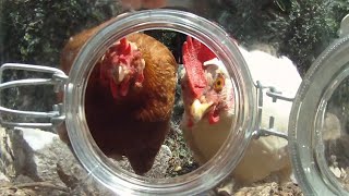 Should we take a look? - GoPro Camera and Chickens - I put camera in a big jar with some seeds in it