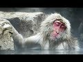 Chill comme un singe des neiges  - ZAPPING SAUVAGE