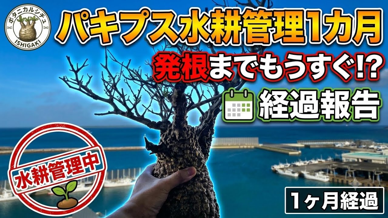 パキプス現地発根株。水耕管理1カ月経過報告！ - YouTube