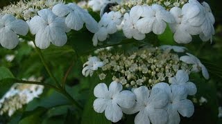 Beautiful flowering viburnum