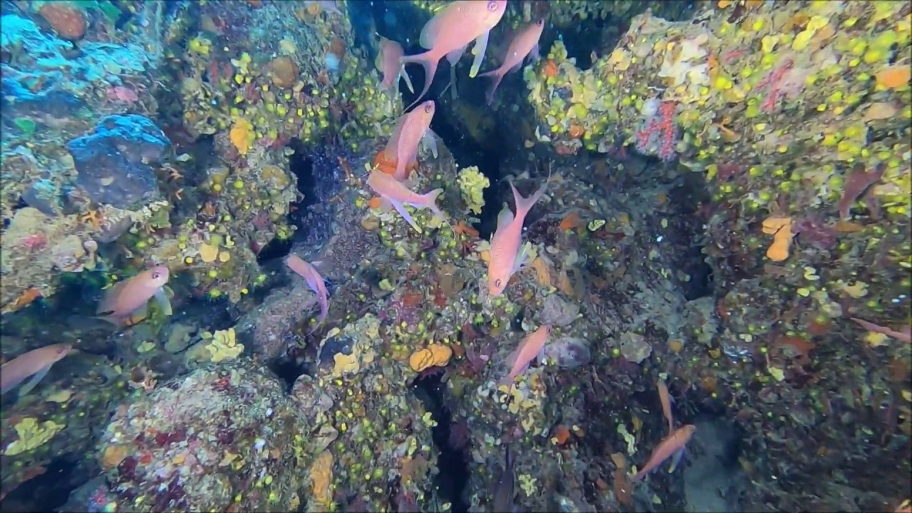 Anthias anthias Castagnola rossa Marine goldfish Intotheblue.it