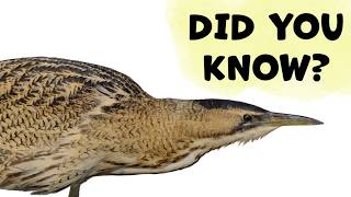 Great Bittern Eurasian Bittern Species Guide