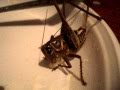 grasshopper (Кузнечик)