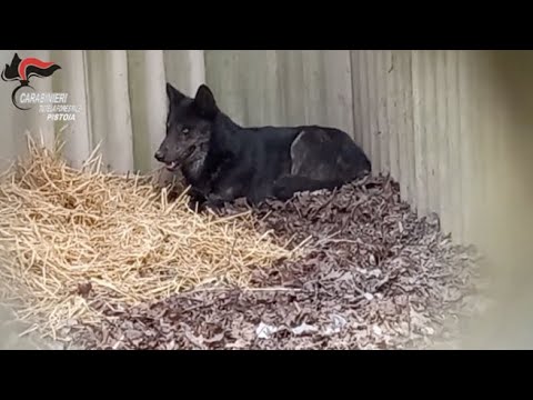 Video: Un cane è mai stato allevato con un lupo?