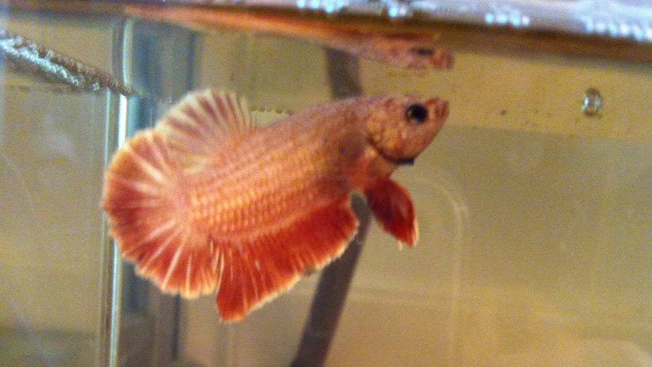 camera iphone 8 plus apk My cute red dragon betta