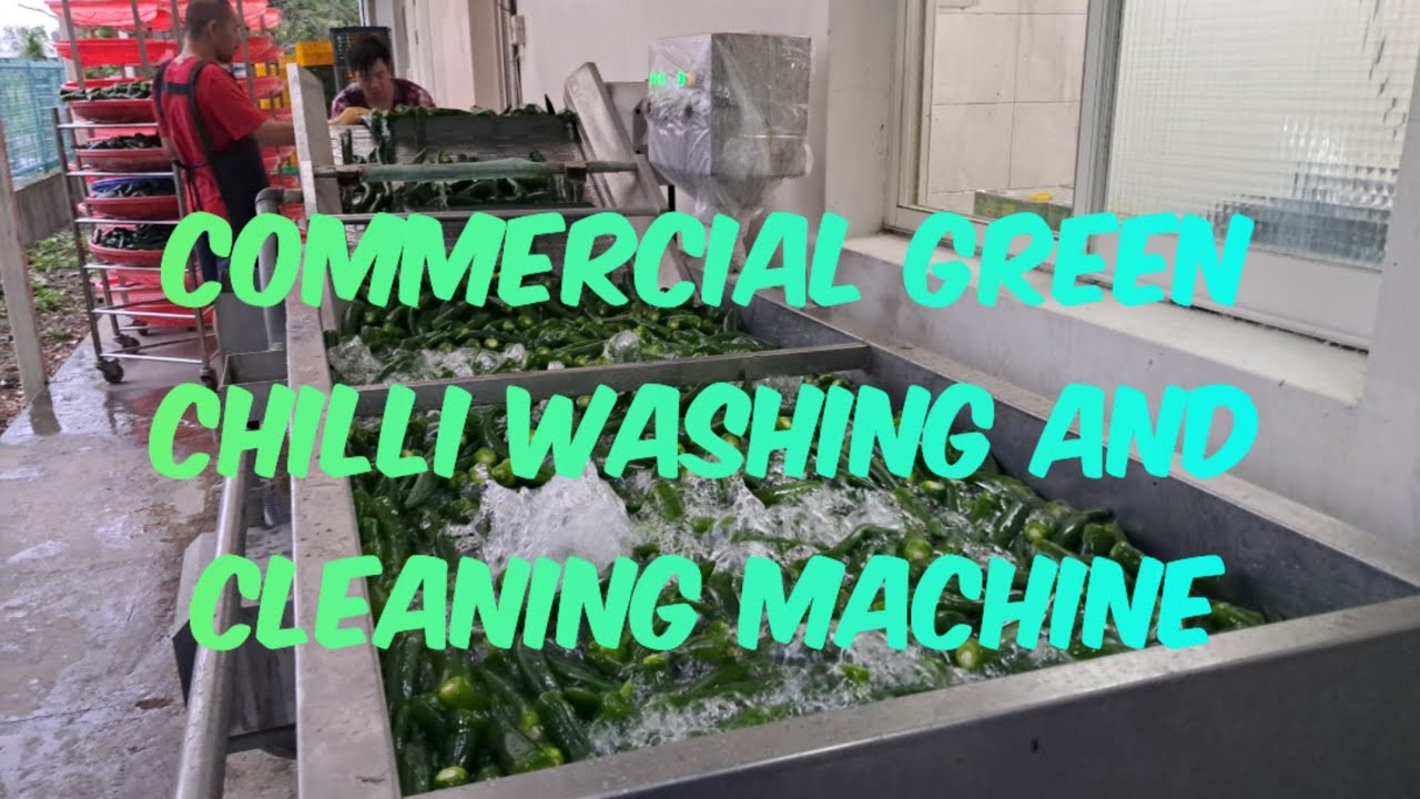 COMMERCIAL  GREEN CHILLI WASHING AND CLEANING MACHINE