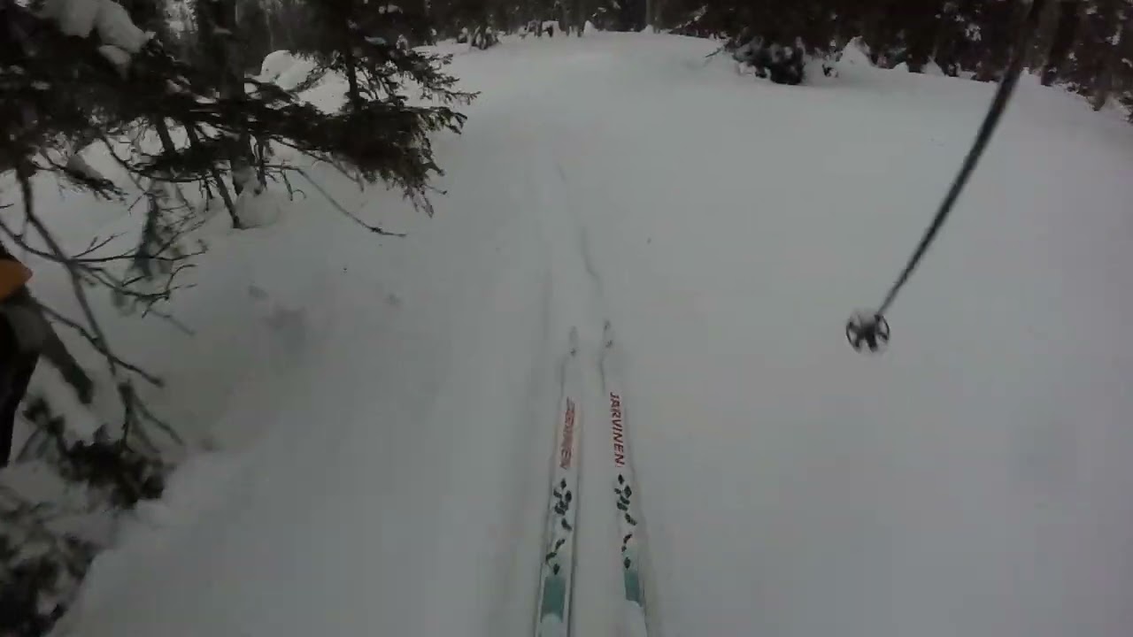 Hiihtoa metsäsuksilla