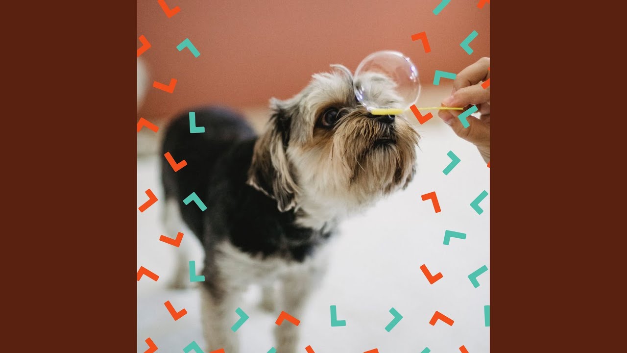 Exquisite Moods for Rewarding Your Dog