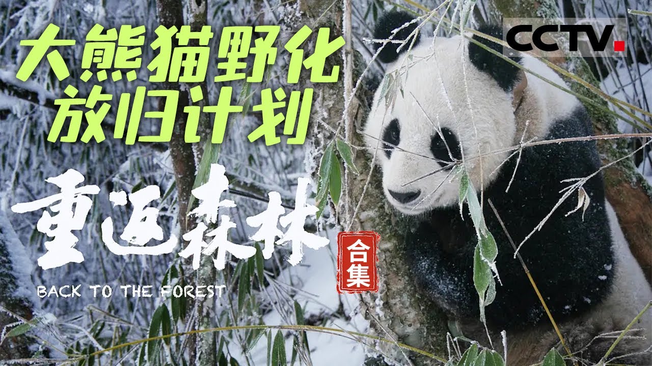 大熊猫野化放归计划！跟随熊猫足迹 探访横断山脉的原始森林 见证大熊猫在野外的生存之旅【CCTV纪录】