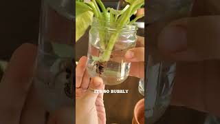 Let's save my Philodendron Birkin pt1 | Help Please!  #rootrot #plantcare #plants #plantlife