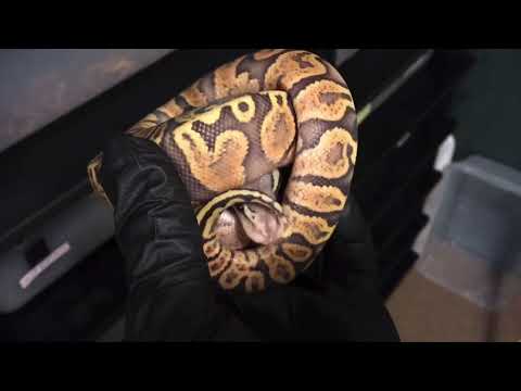 Ball Python Hatchling Male GHI Pastel Ghost