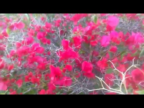 Video: Ingen blomster på bougainvillea - at få blomster på bougainvilleaplanter