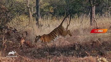 WhatsOnAnimalPlanet:  Tiger Legancy