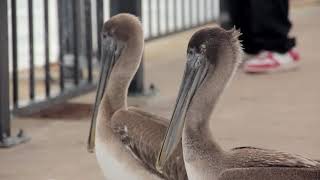 Final Birds and Pelicans - Module 2 Assignment