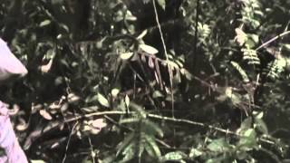 People Complain About Tepui Specimens Being So Ugly (video lightens around 02:15)