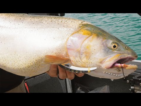 Trout Fishing Tips, Tricks, & Lures. 🔥 