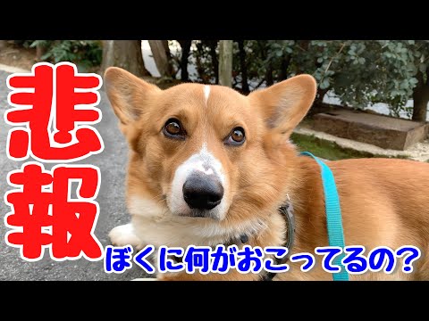 【悲報】犬の大腸炎は悲惨！