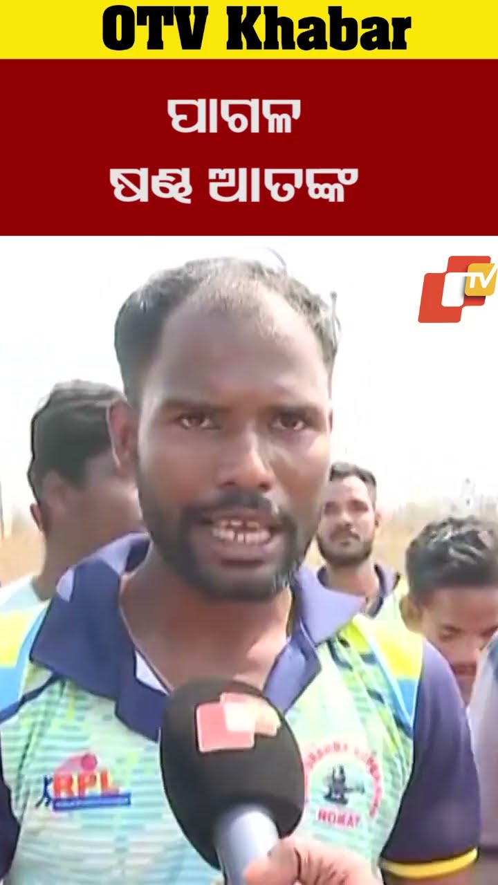ଭୁବନେଶ୍ବର ରୋକଟ  ଅଚଂଳରେ ପାଗଳ ଷଣ୍ଢ ଆତଙ୍କ। ଗାଁ ଯୁବକ ଗହୀର ବିଲରେ ଷଣ୍ଢକୁ ଜଗିଛନ୍ତି   #OTV