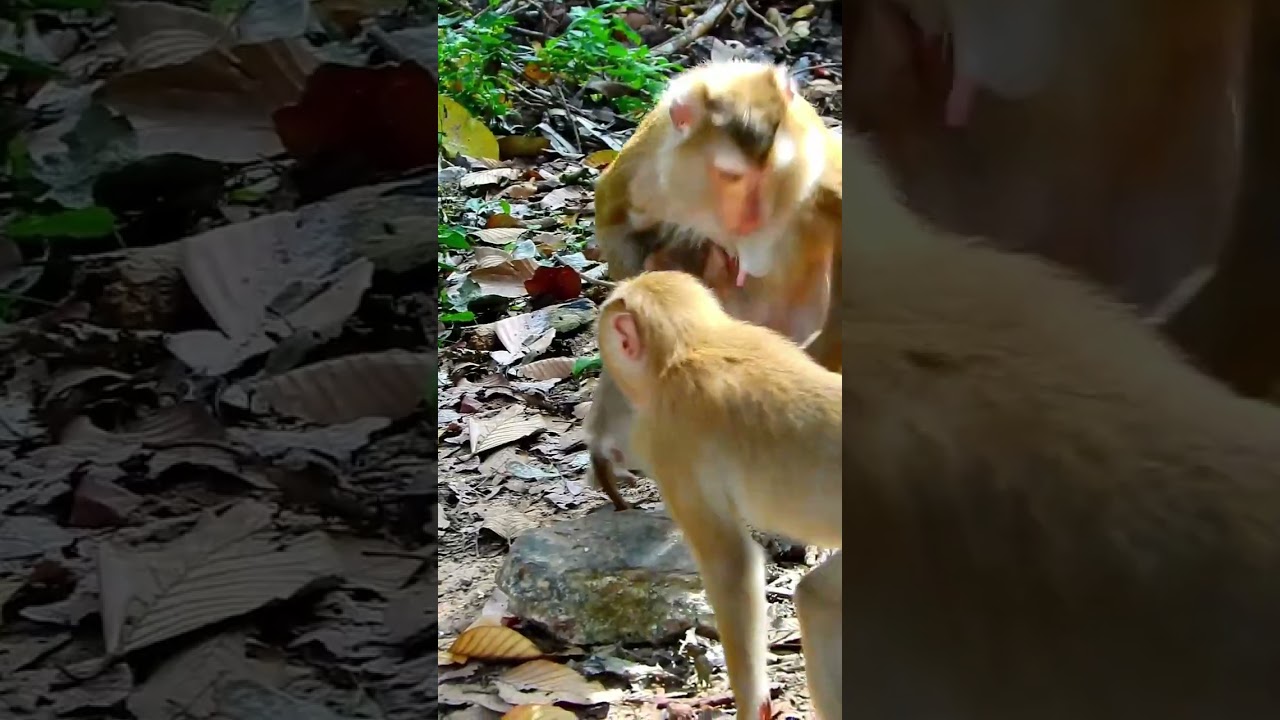 Cute Jaycee asks for get fresh milk from Mollie very lovely  
