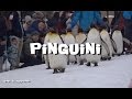 Pinguini in marcia, Hokkaido - Vivi Giappone