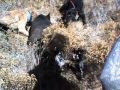 hog hunting with dogs in oklahoma hog hunting with dogs in oklahoma