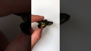 Breaking News - Shock / Two-headed Turtle 😱😱😱 #shorts #youtube #animals #turtle @ASQAROV_OXUNJONBOY