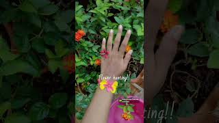 Flower hunting!! 🤍 #flowers #prettylittlebaby #asthetic #springcore #spring #fypシ゚viral #fyp #trend