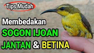 Cara Membedakan Sogon Muda / Ijoan Jantan & Betina Dengan Mudah !!