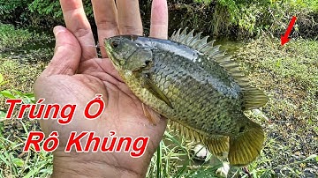 Câu Cá Rô Đồng | Câu Cá Rô Đồng Chinh Phục Con Cá Rô Khủng Trong Gốc Cây | Tập 42