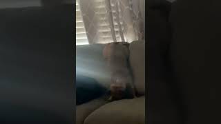 Frenchie Butt-Wiggles While Dancing Upside-Down On Couch