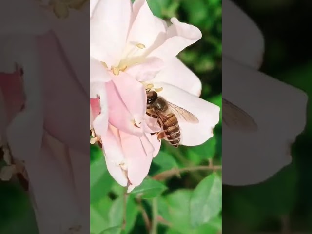 Honey bee 🐝 collecting nectar #shorts #rose #honeybee class=
