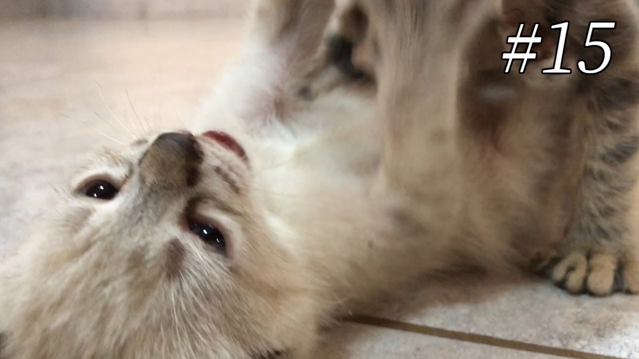 保護子猫ノアとやまとのバトルを陰から見守る先住猫ヒメ ヤマネコの血を引く子猫のやまと Blood Of A Wildcat Yamato The Cat 15 Youtube