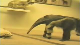VHS Home Videos -  Smithsonian Natural History Museum - filmed in the early 1990's