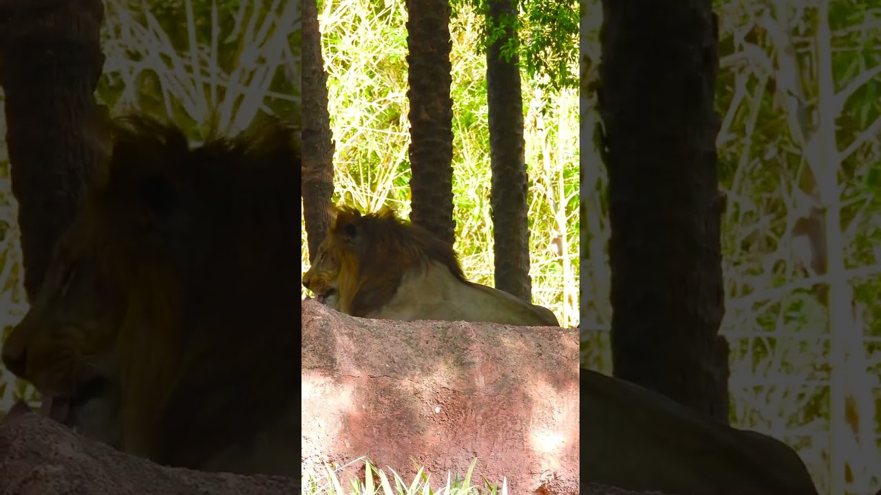 Lions vs Hippos Unexpected Encounters 