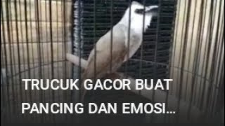 TRUCUK GACOR BUAT PANCINGAN BUNYI TRUCUK YANG LAIN