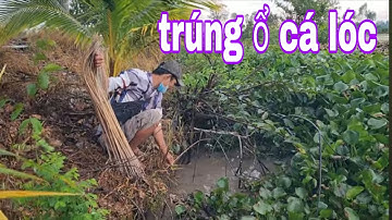 Cắm Câu Cá Lóc Ở Tháp Mười Trúng Ổ Cá Lóc Bự Quá Đã # SĂN BẮT ĐỒNG THÁP #