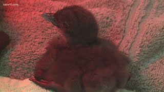 Minnesota man rescues baby loon