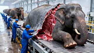 Download Lagu Inside a Large-Scale Elephant Hide Factory | Industrial Leather Processing Process MP3