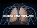 【科普教育】認識肺的結構與功能(國語)