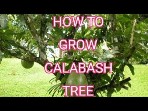 HOW  TO GROW MIRACLE FRUIT (KALABASH) FROM CUTTINGS 😊 ❤❤❤