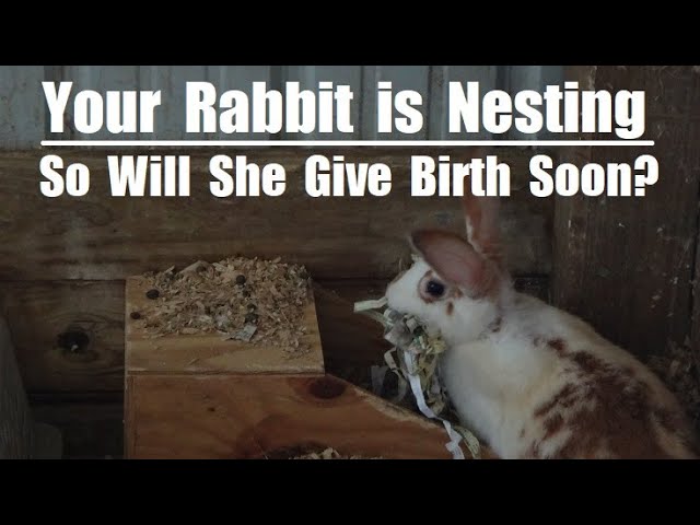 Horror Rabbit Meme Scary Bunny Memes