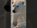इंसानी बस्तियों की तरफ आ रहे हैं ध्रवीय भालू [Climate Change Pushing Polar Bears into Human Zones]