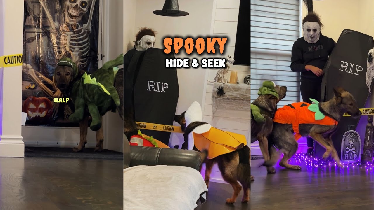 Мои немецкие овчарки против Майкла Майерса 🎃 | Прятки на Хэллоуин