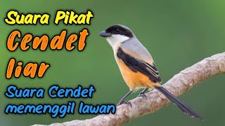 Suara pikat CENDET liar (Cendet memanggil lawan)