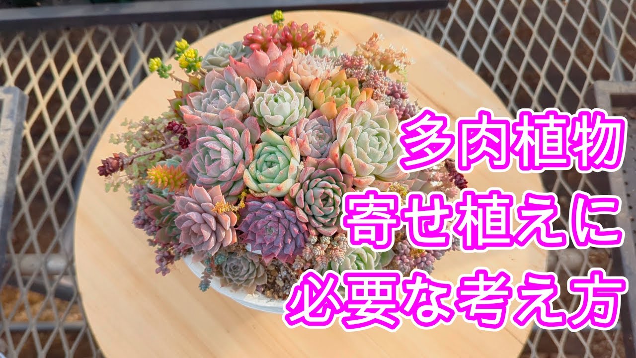 ☆多肉植物 寄せ植え〜スター寄せ〜そのまま飾れます(≧∀≦)☆ 多肉